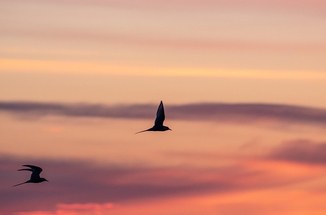 Aves, Alas, Naturaleza, Vuelo, Volador