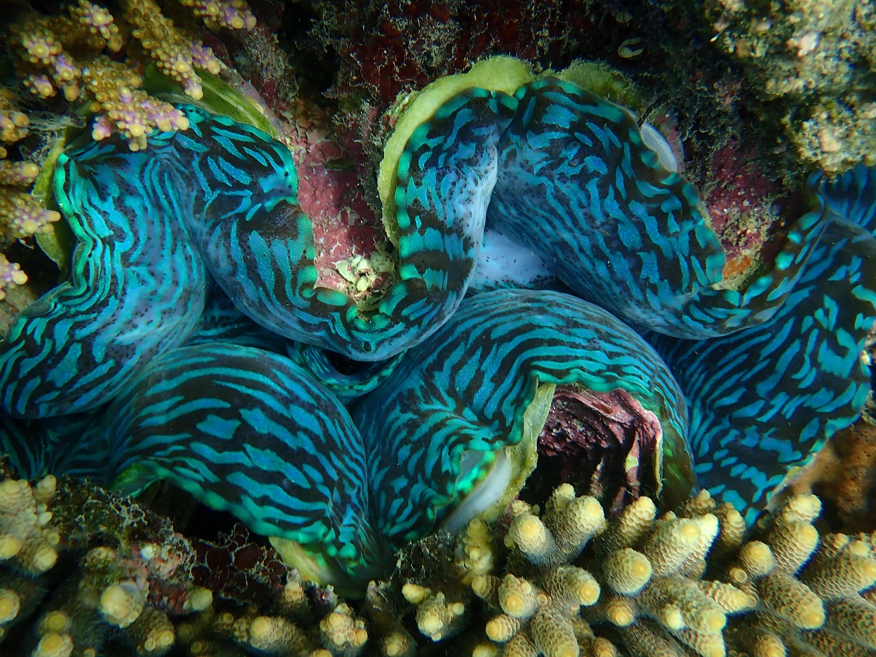 Clam Shell Underwater Free photo on Pixabay Pixabay