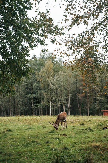 Free Nature Animal photo and picture