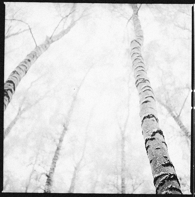 Free Forest Winter photo and picture