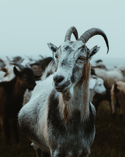 Free Animal Nature photo and picture