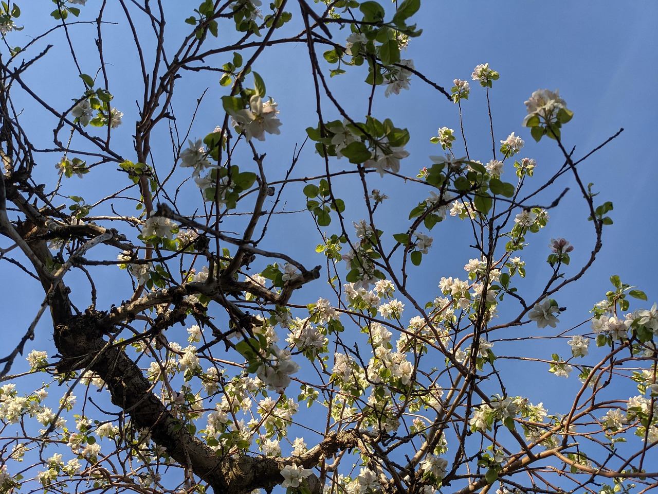 Apple Blossoms Trees Free photo on Pixabay Pixabay