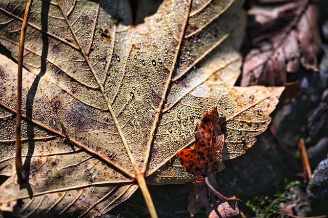 Free Leaf Autumn photo and picture