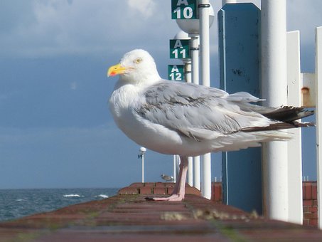 Isla, Lago, Mar Del Norte, Sylt