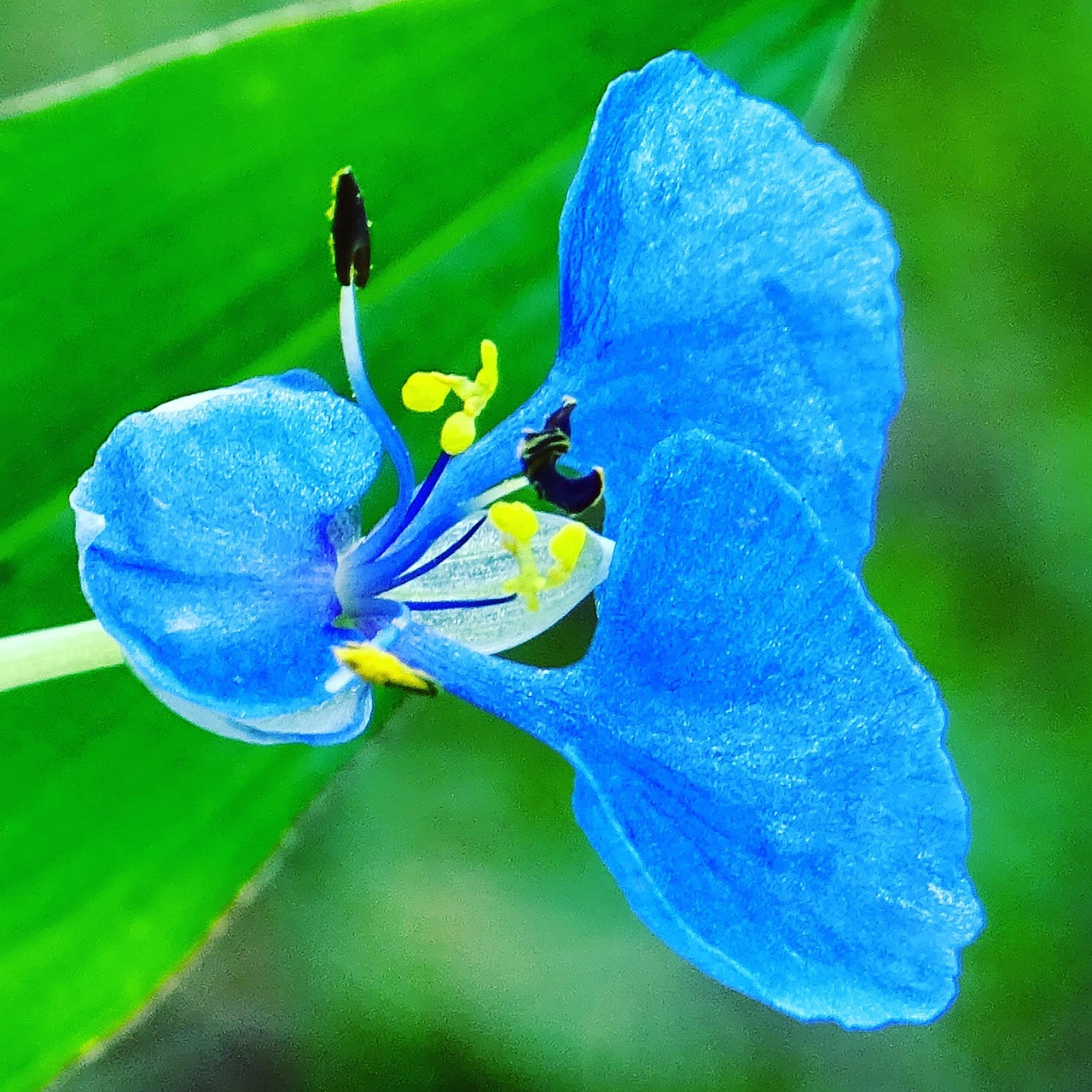 青い花 青 フィルター - Pixabayの無料写真 - Pixabay