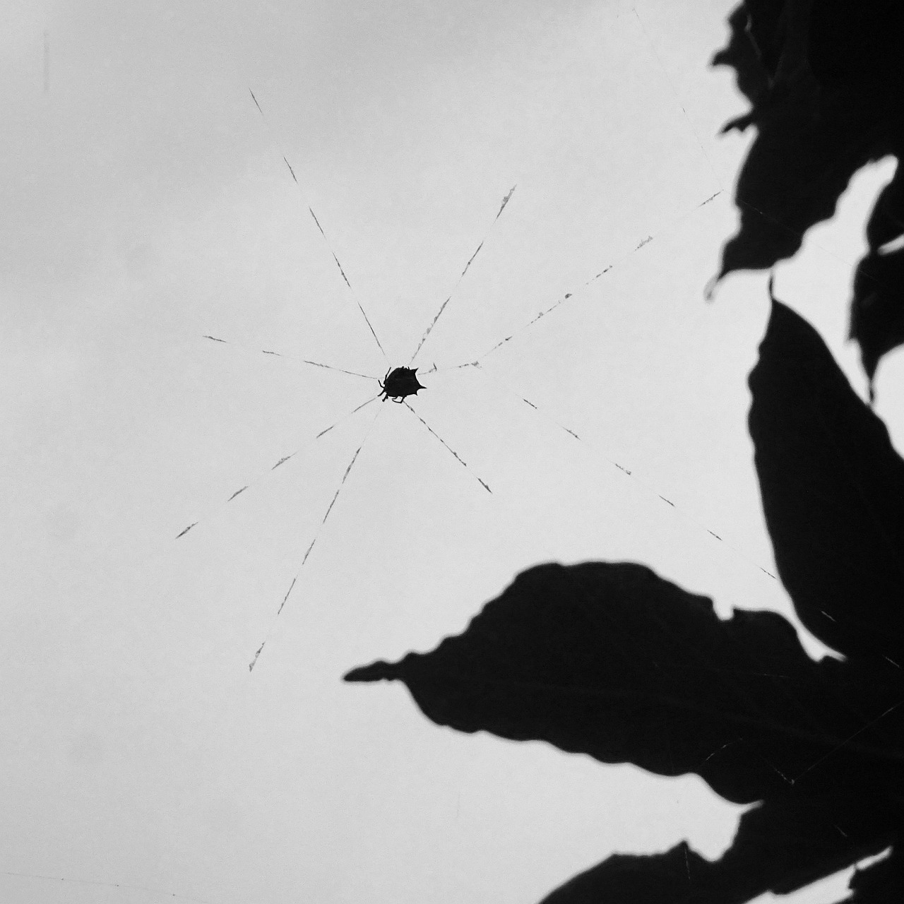Black And White Photo Filter Free photo on Pixabay Pixabay