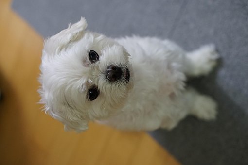 Free Animal Puppy photo and picture