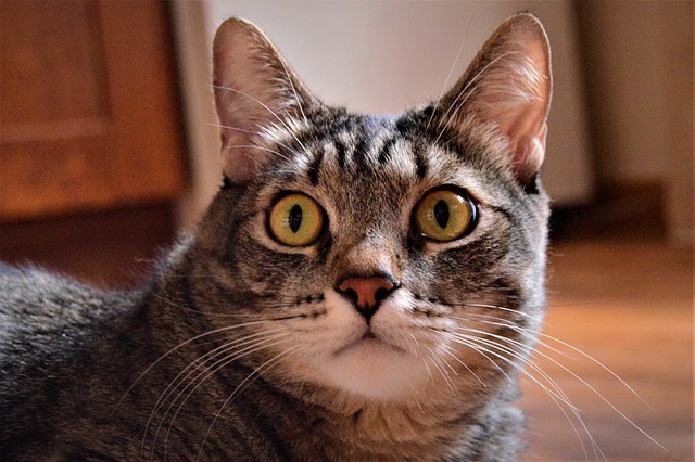 Katze, Haustier, Tier, Graue Katze