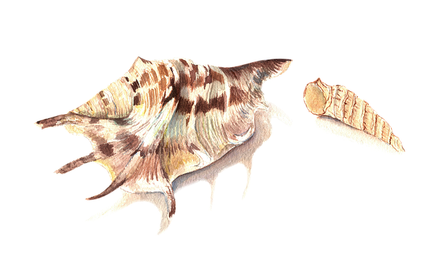 Free Seashells Sea illustration and picture