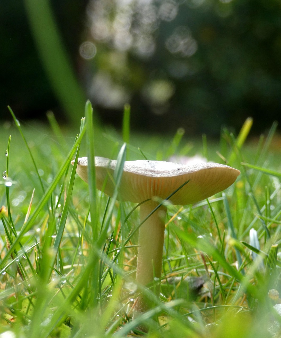 Mushroom Plant Toadstool - Free photo on Pixabay - Pixabay