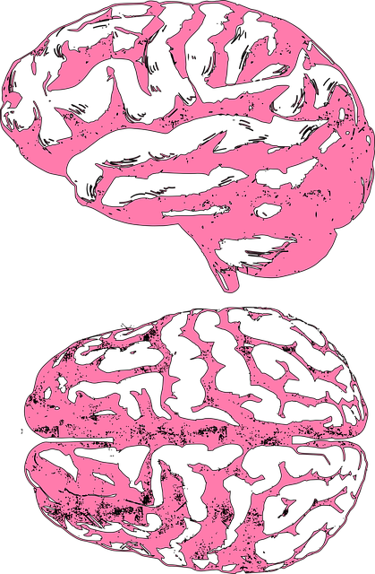Hjerne, Sind, Anatomi, Organ