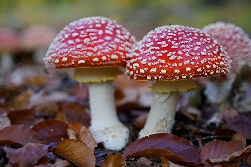 Download free HD stock image of Mushrooms Nature Free Mushrooms Nature photo and picture