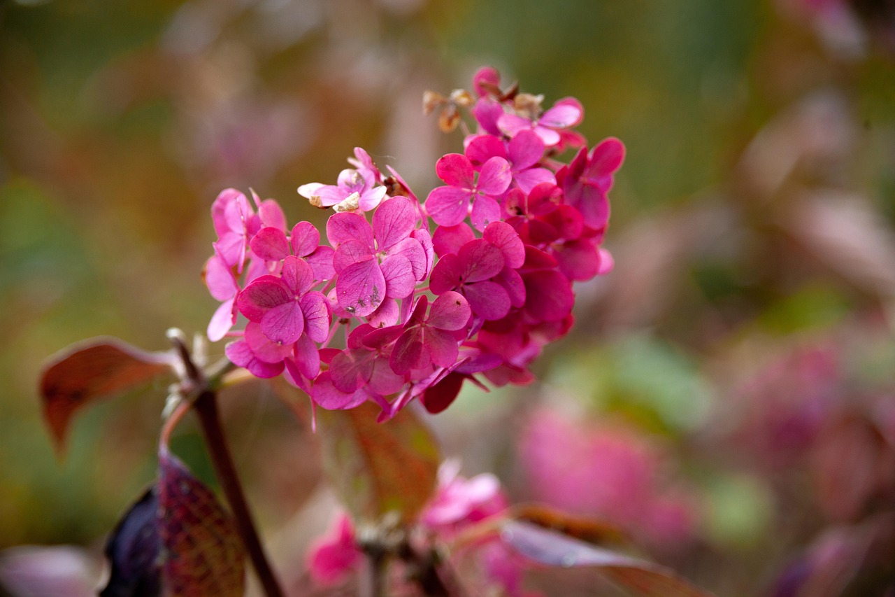 Hortensia Blommor Rosa Gratis foto på Pixabay Pixabay