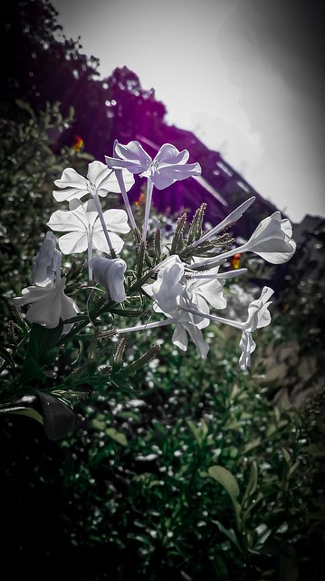 Free Flower Nature photo and picture