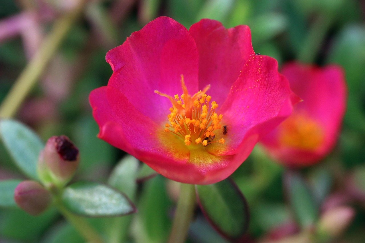 Flower Bloom Botany Free photo on Pixabay Pixabay