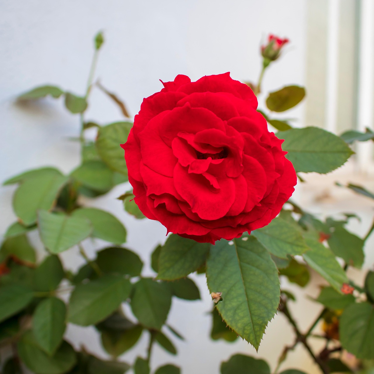 Flower Rose Multicolored Roses Red Free Photo On Pixabay Pixabay flower-rose-multicolored-roses-red-free-photo-on-pixabay-pixabay