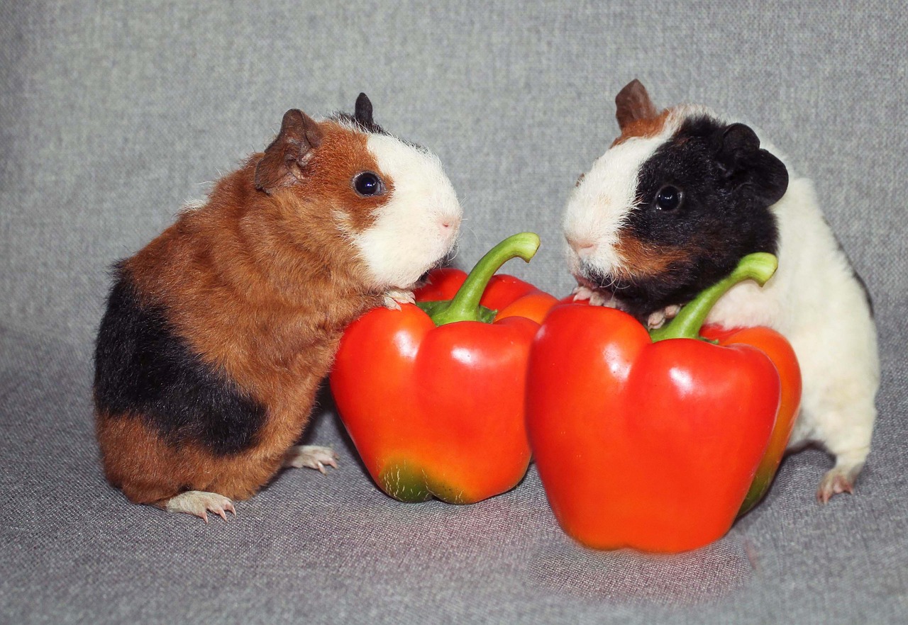 10 Kleine Meerschweinchen Quietschspielzeuge – 10 Verschiedene Designs, Latex, Für Hunde
