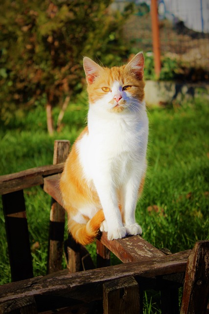 Free Cat Feline photo and picture