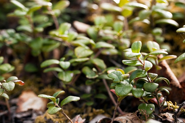 Free Forest Nature photo and picture