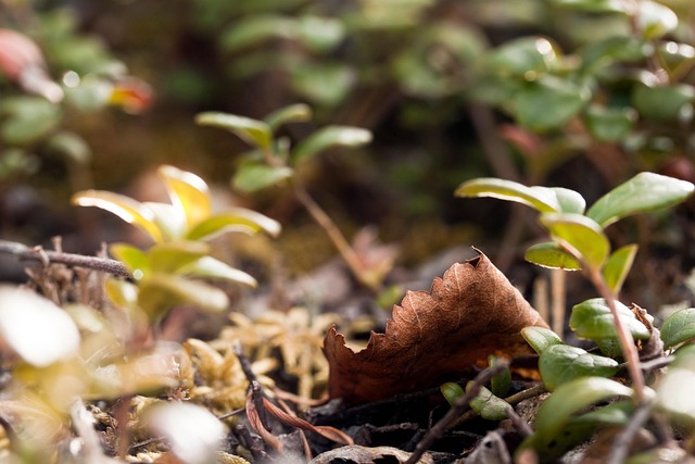 Free Forest Leaves photo and picture