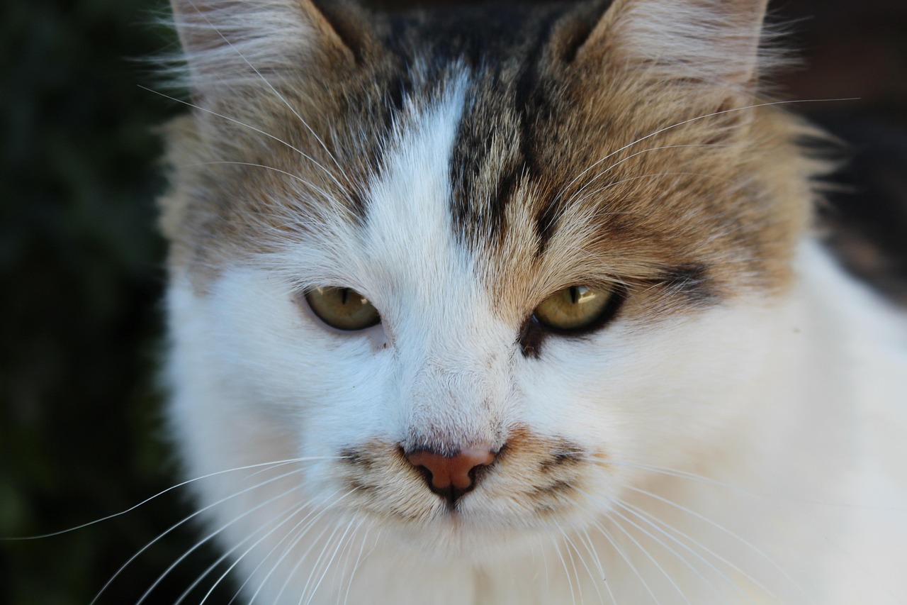 Katze Katzen Schnurrhaare Kostenloses Foto Auf Pixabay Pixabay