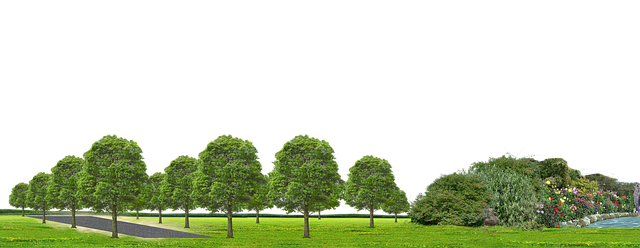 Free Nature Forest illustration and picture
