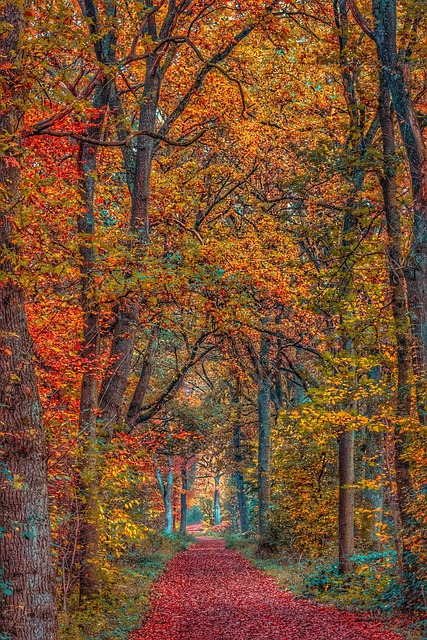 Natureza, Arvores, Outono, Temporada