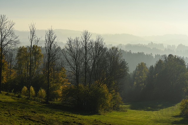Nature, mountains, fog and trees — photo by BernhardFalkinger