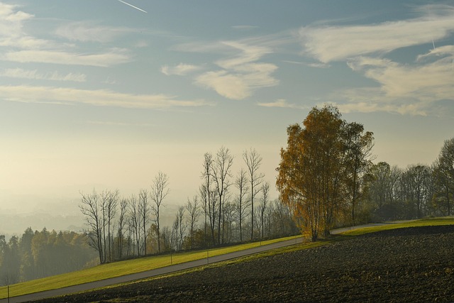 Free Tree Evening photo and picture