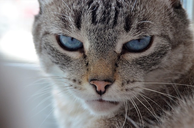 Katze, Natur, Haustier, Katzen, Tier