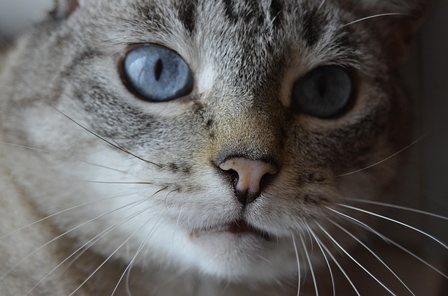 Katze, Haustier, Katzen, Tier, Pelz