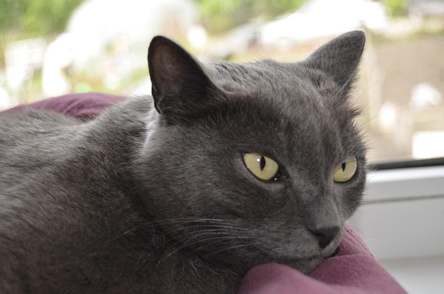 Katze, Haustier, Tier, Graue Katze