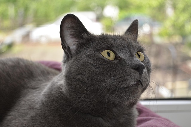 Katze, Haustier, Tier, Graue Katze