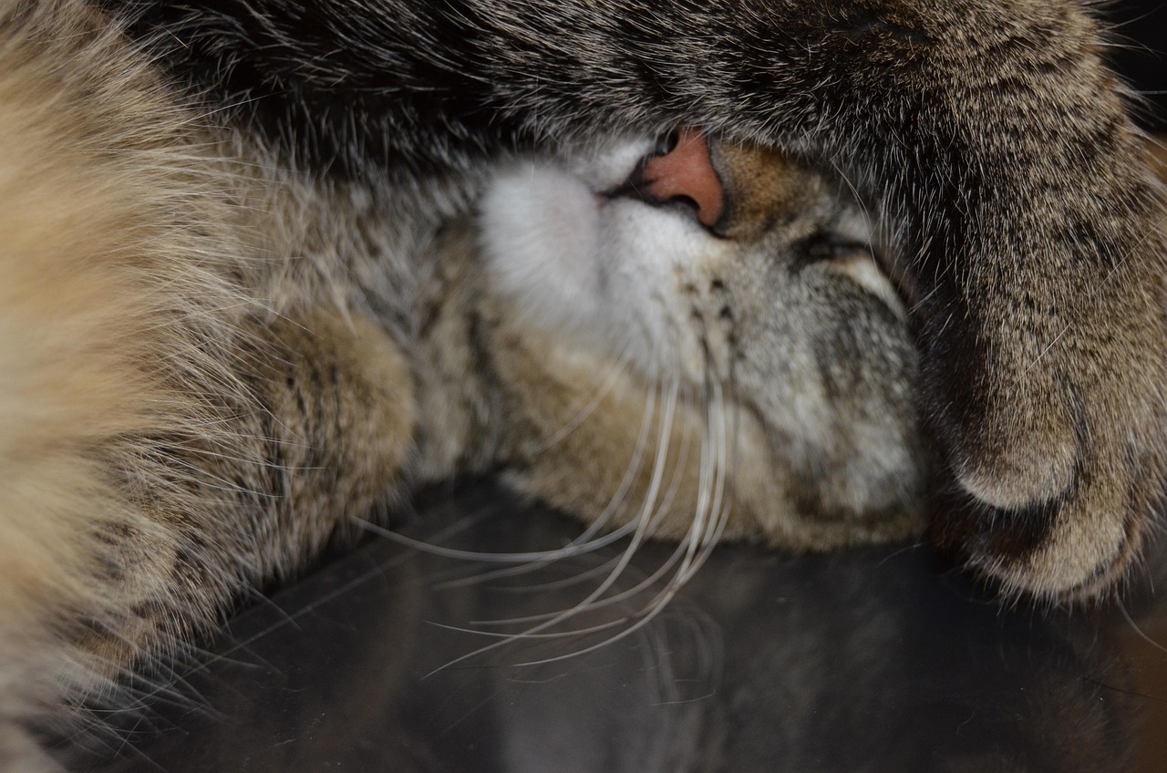 Katze Graue Schlafen - Kostenloses Foto auf Pixabay - Pixabay