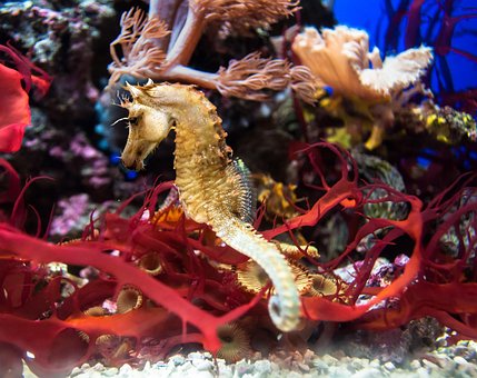 Free Seahorse Marine photo and picture