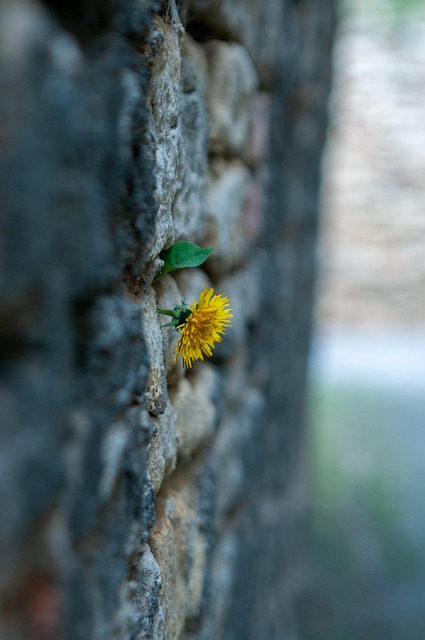 Free Flower Dandelion photo and picture