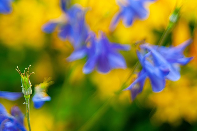 Free Flower Nature photo and picture