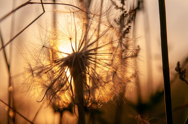 Free Flower Dandelion photo and picture