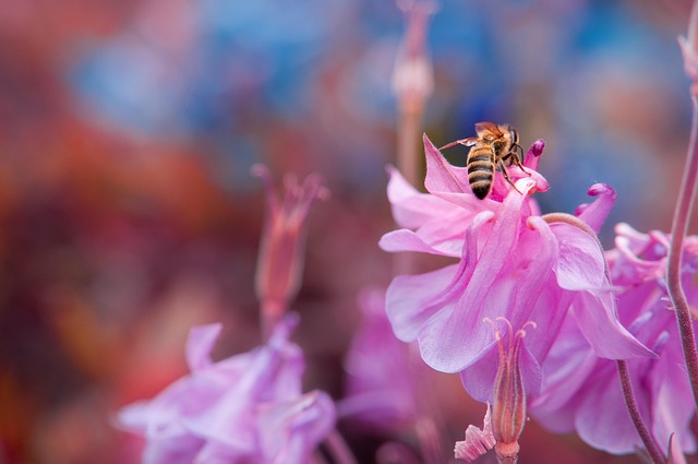 Free Insect Flower Background photo and picture