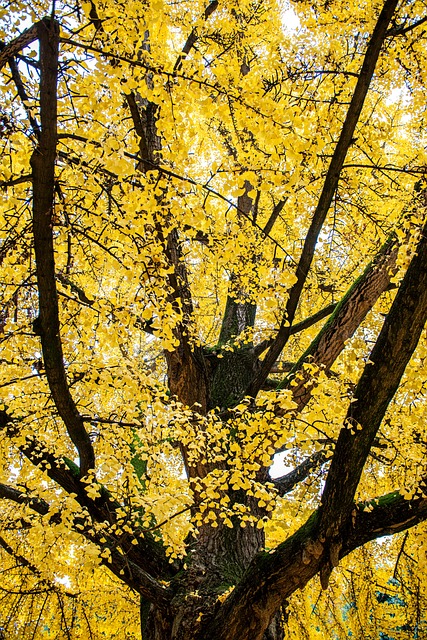 Efterår, Gingko Træ, Natur, Parkere