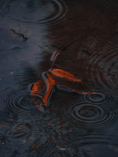 Regn, Dråber, Bølger, Ark, Natur