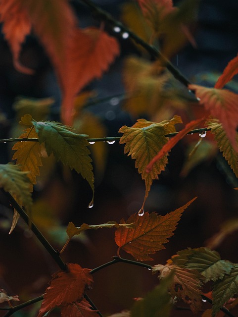 Blade, Natur, Efterår, Sæson, Regn