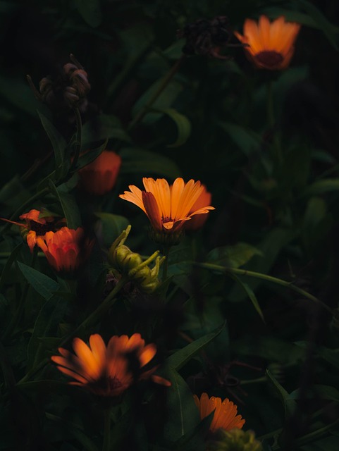 Blomster, Blomst Baggrund, Blomstre