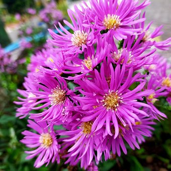 90以上の無料紫色の菊 花画像