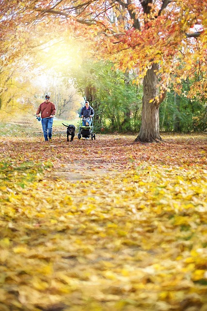 Free Stroll Fall photo and picture