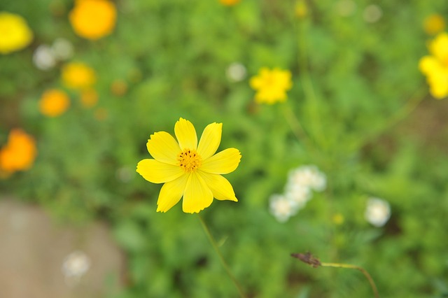 Kosmos, Blume, Pflanze, Gelbe Blume