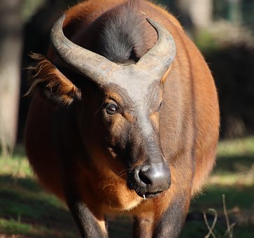 2+ Free African Forest Buffalo & Gabon Photos - Pixabay