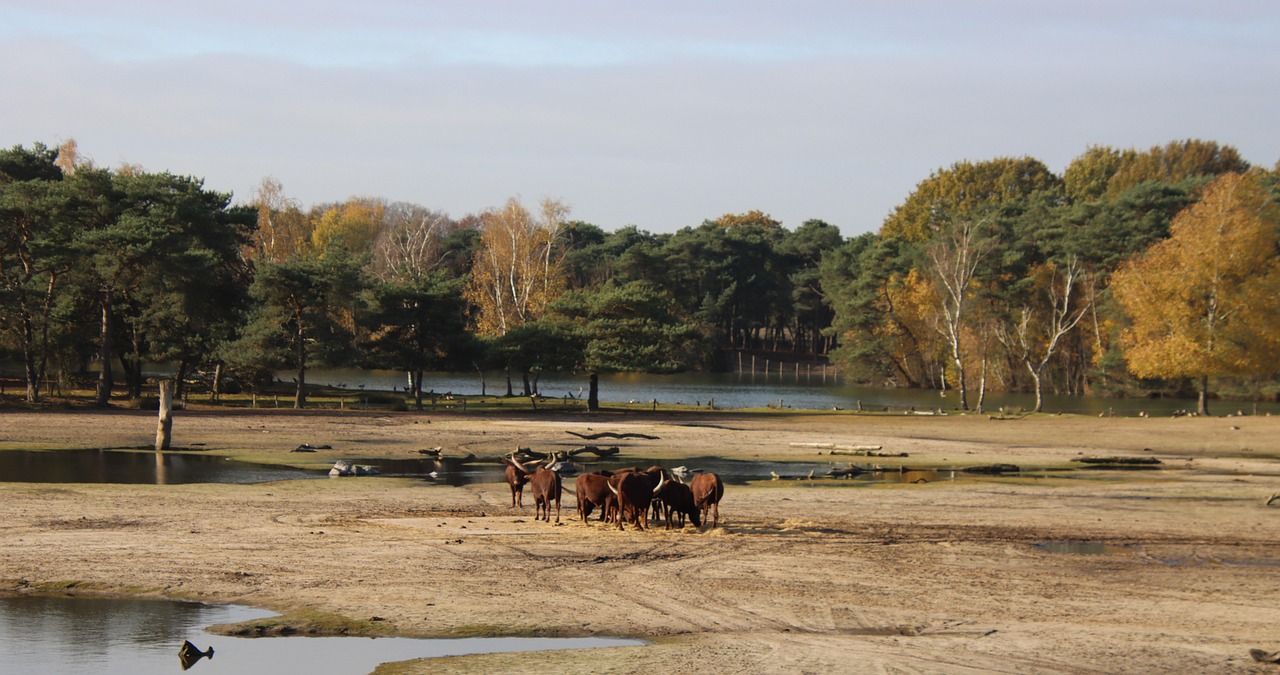 Cape Buffalo - free online jigsaw puzzle photo