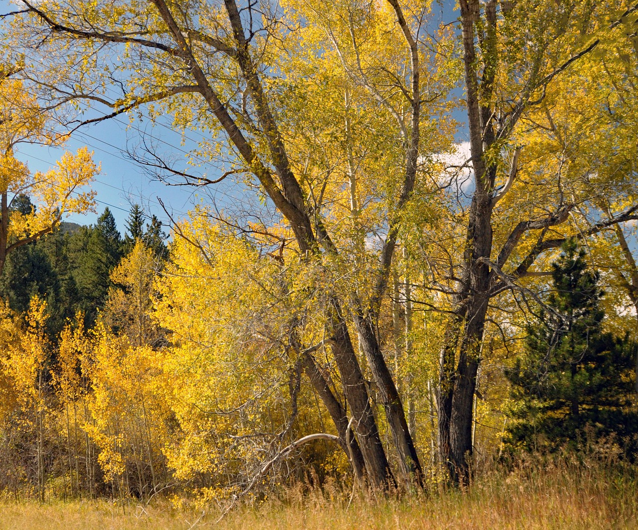 Cottonwood Forest Autumn Free photo on Pixabay Pixabay