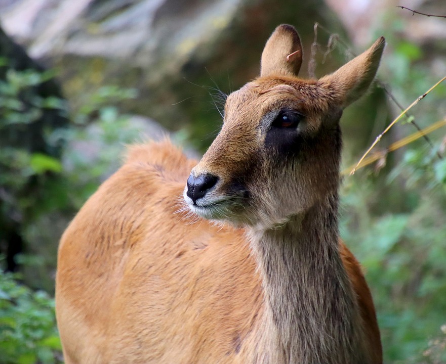 Deer Animal Forest - Free photo on Pixabay